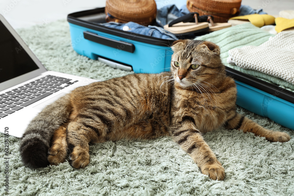 Scottish fold cat with laptop and suitcase on green carpet