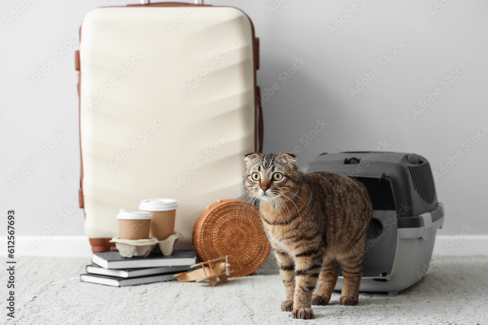 Scottish fold cat with carrier and travelling accessories near light wall