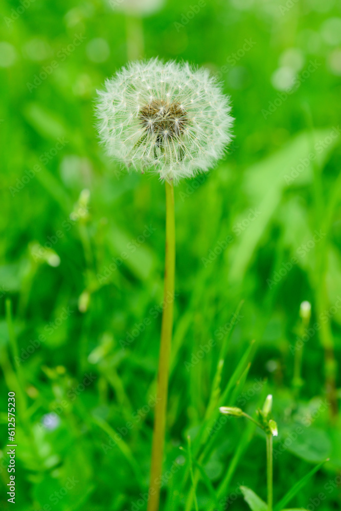 White dandelion flower growing in green grass