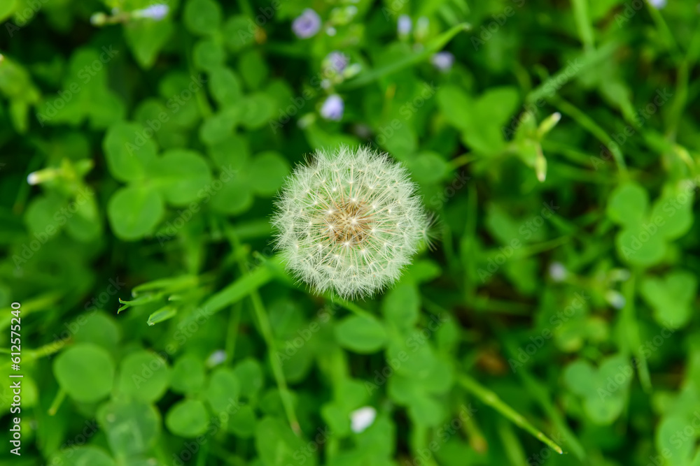 Dandelion flower growing in park