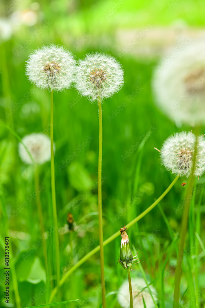 White dandelion flowers in green grass outdoors