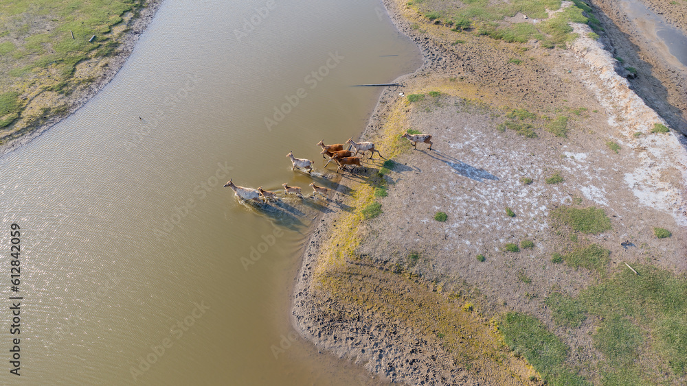 elk group run in water, aerial view