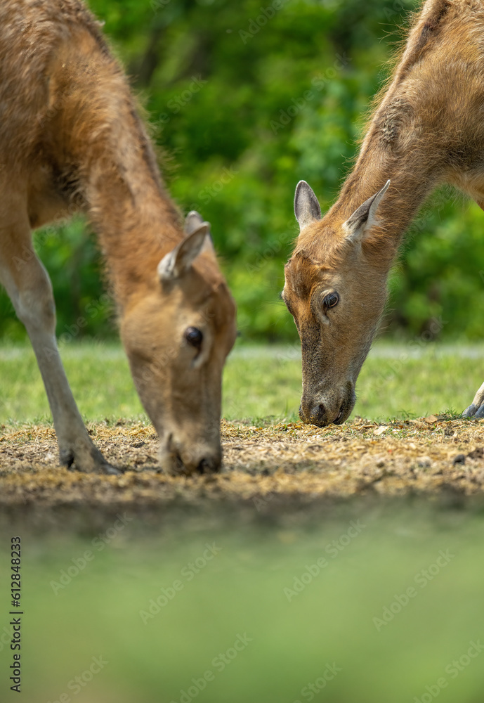 two young elk eating on grassland