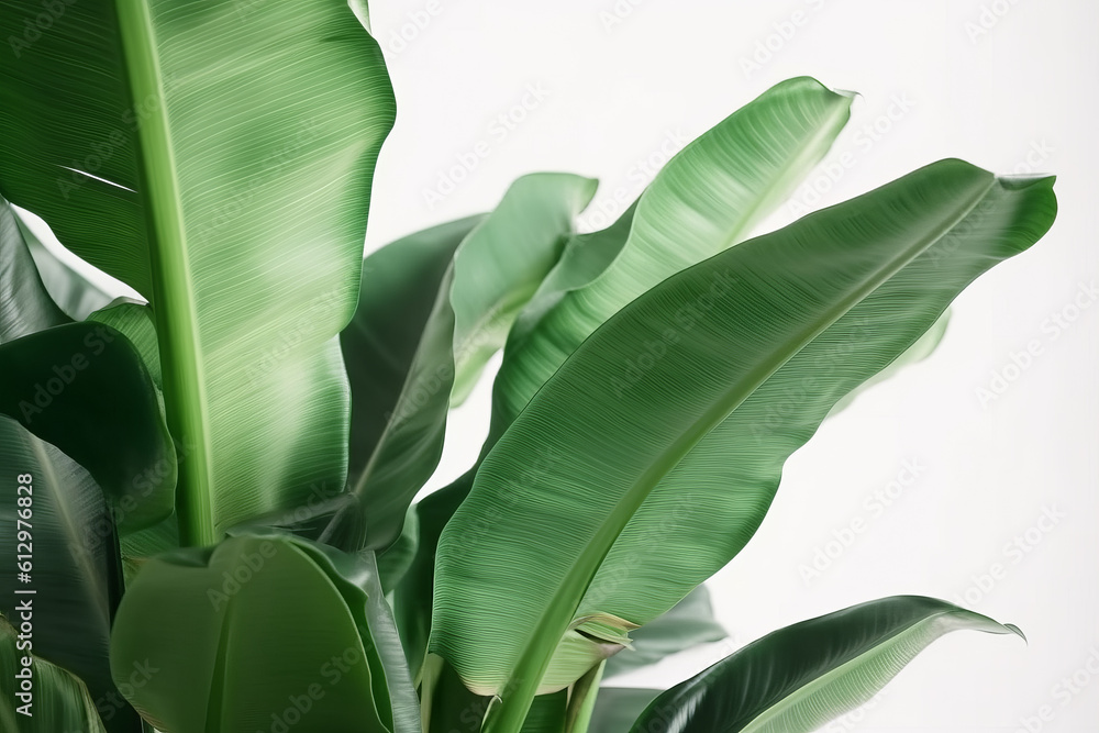 Banana leaves background. Illustration AI Generative.