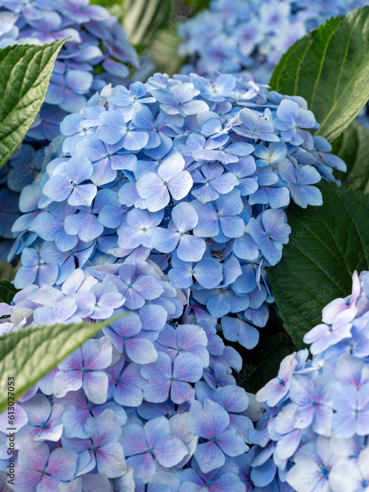 青色の鮮やかな紫陽花