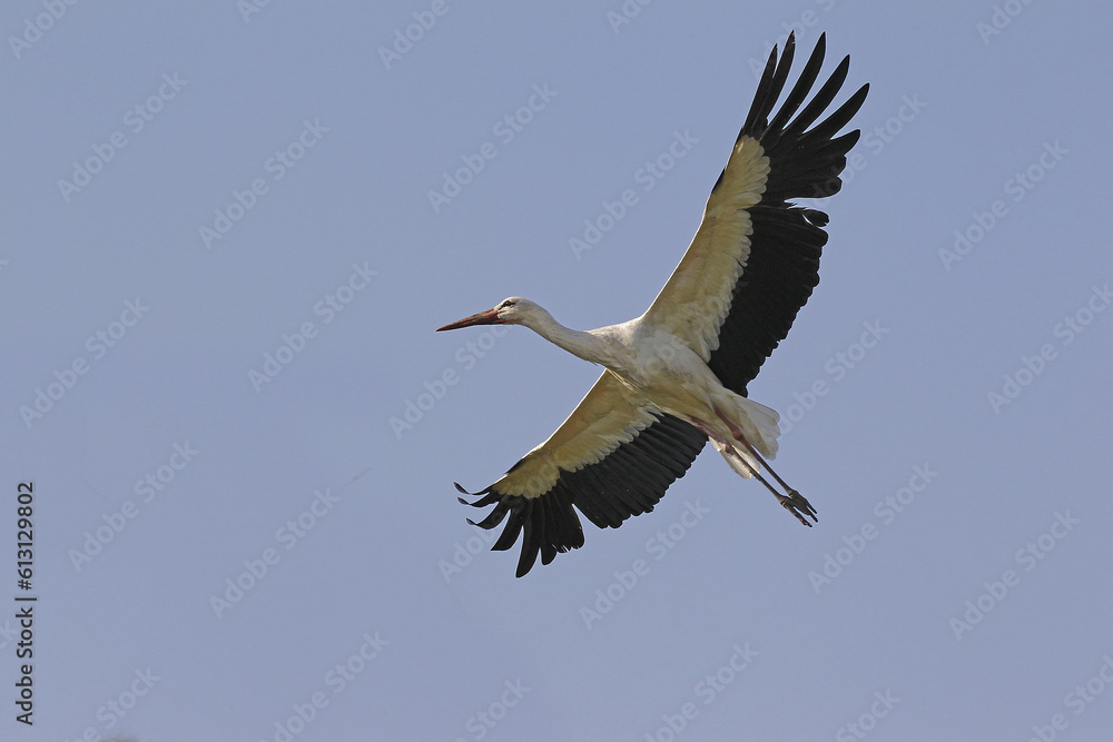 White Stork, ciconia ciconia, Adult in flight, Alsace in France