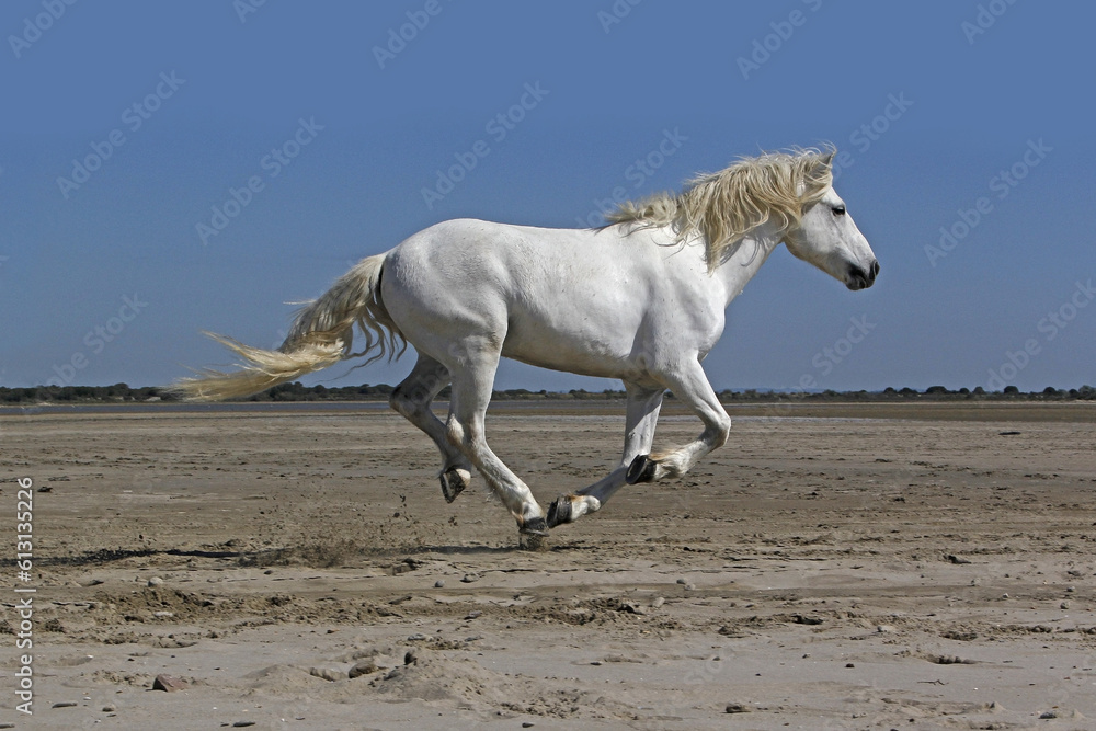 Camargue Horse, Stallion Galloping on the Beach, Saintes Marie de la Mer in Camargue, in the South o