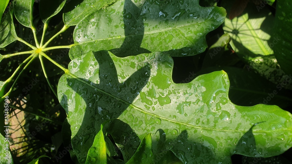 water drops on a leaf