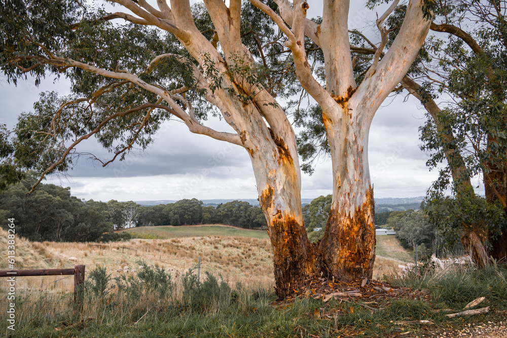 Australian Landscape