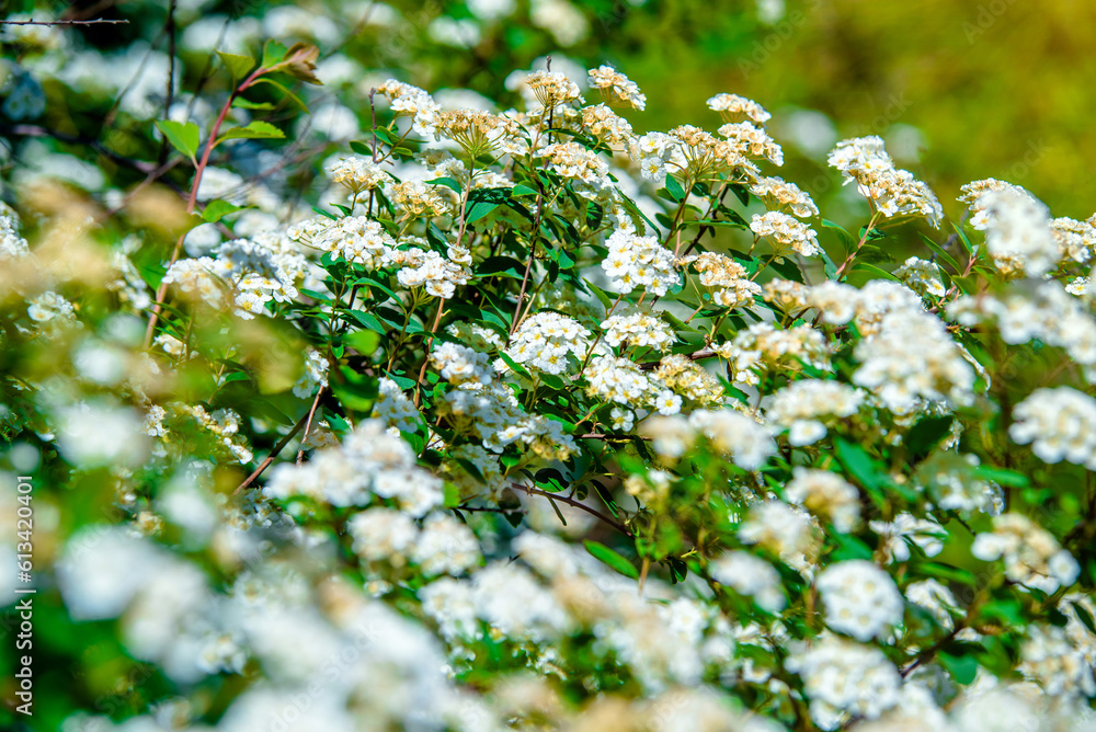 Spirea bushes bloom in the spring in May