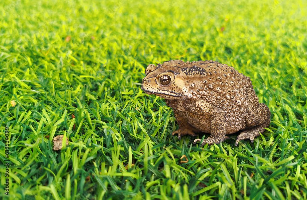 Common toad or Southeast Asian toad on green grass