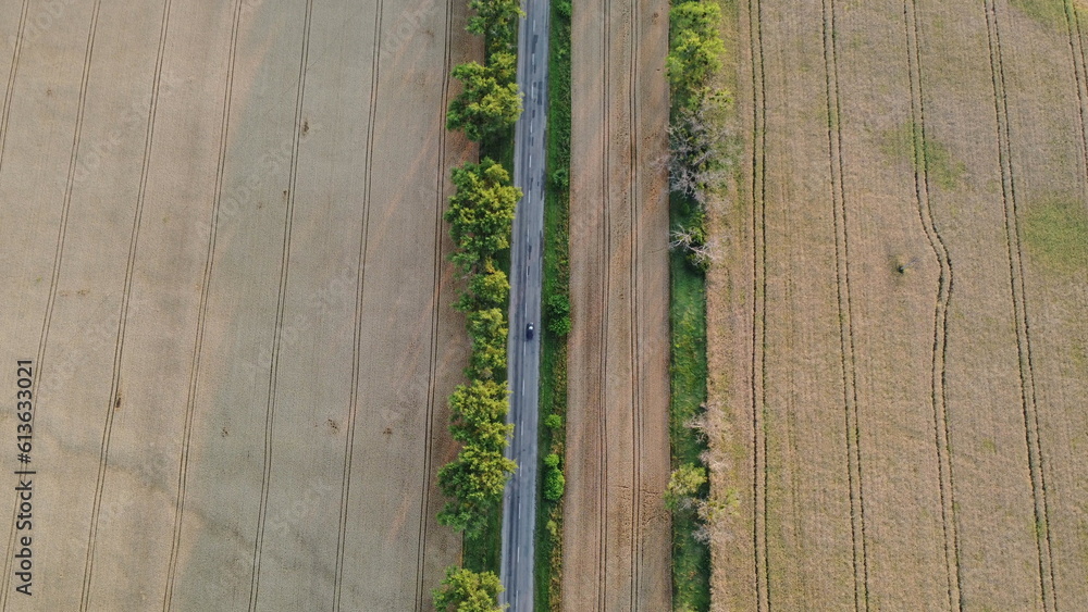 Cars driving the road with trees between large fields of yellow ripened wheat in summer. Agricultura