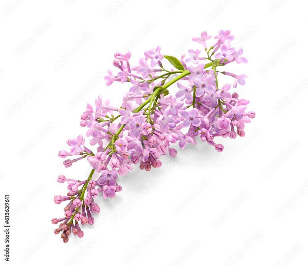 Lilac blooming twig on white background