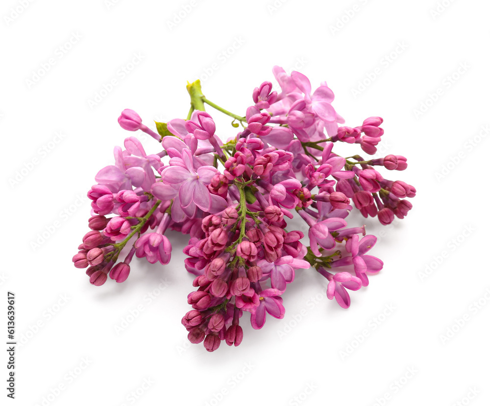 Lilac blooming twig on white background