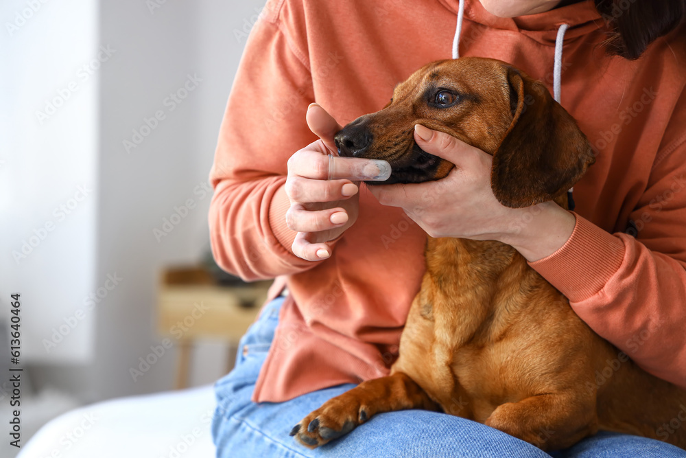 Young woman brushing teeth of her dachshund dog in bedroom, closeup