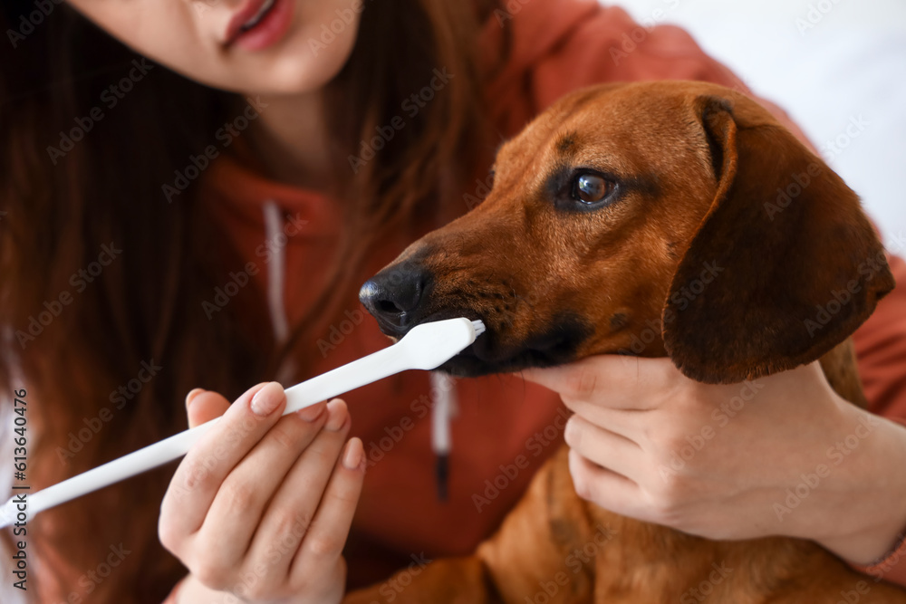 Young woman brushing teeth of her dachshund dog in bedroom, closeup