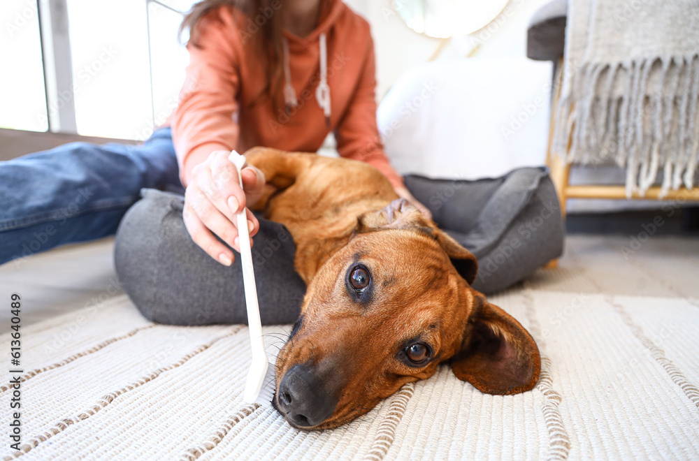 Young woman brushing teeth of her dachshund dog in bedroom, closeup