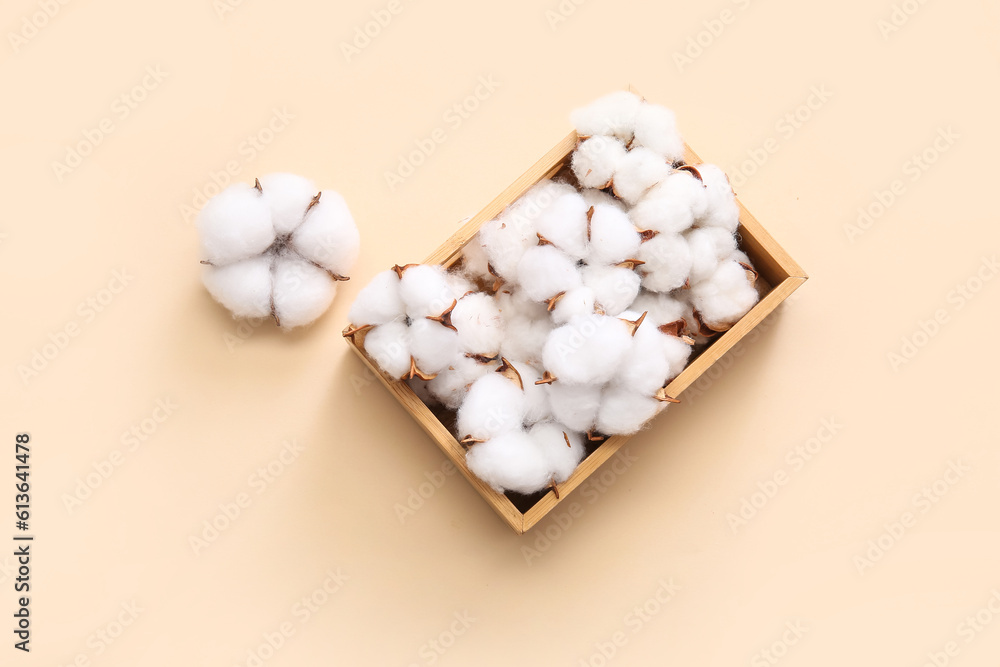 Cotton flowers in wooden crate on beige background