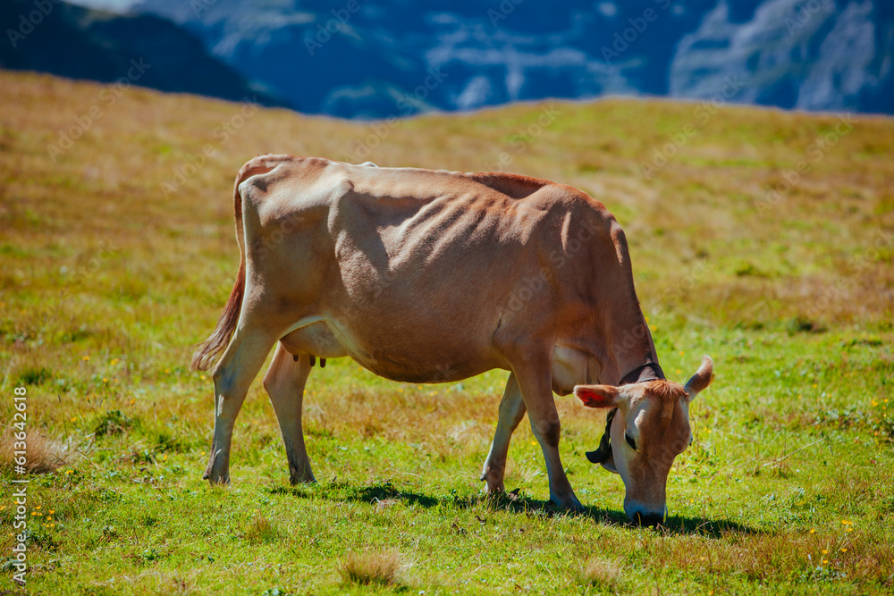 Swiss cow on alpine meadow