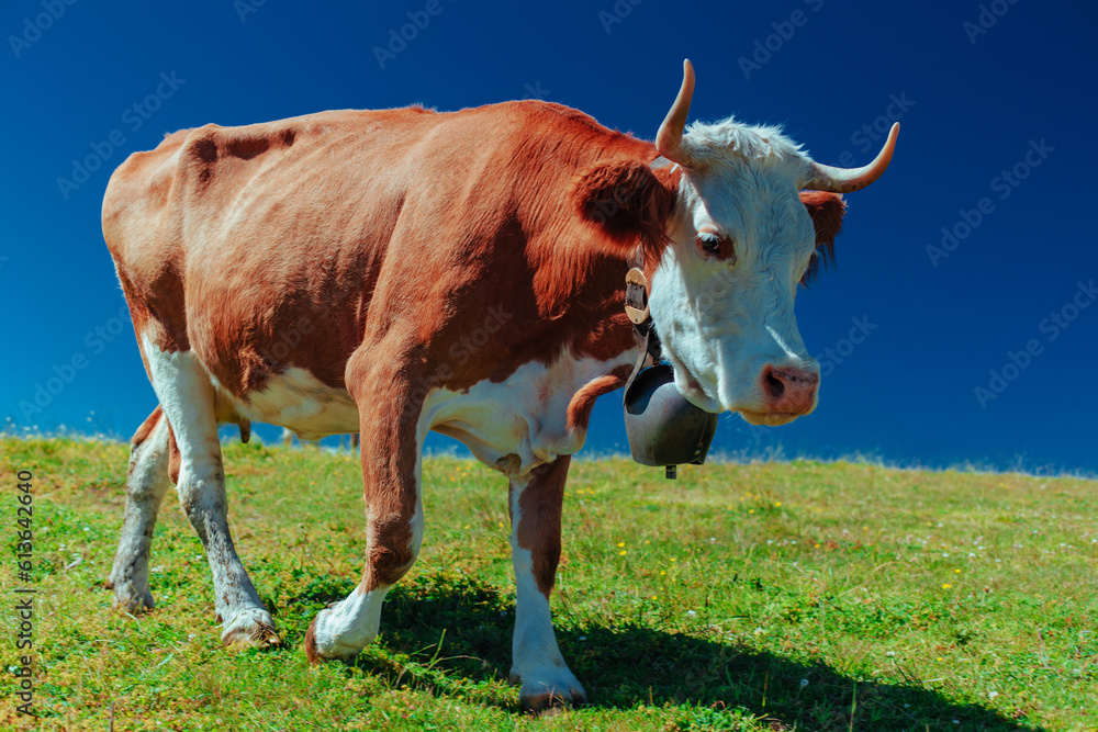 Cow with a bell on high mountain meadow in Swiss Alps