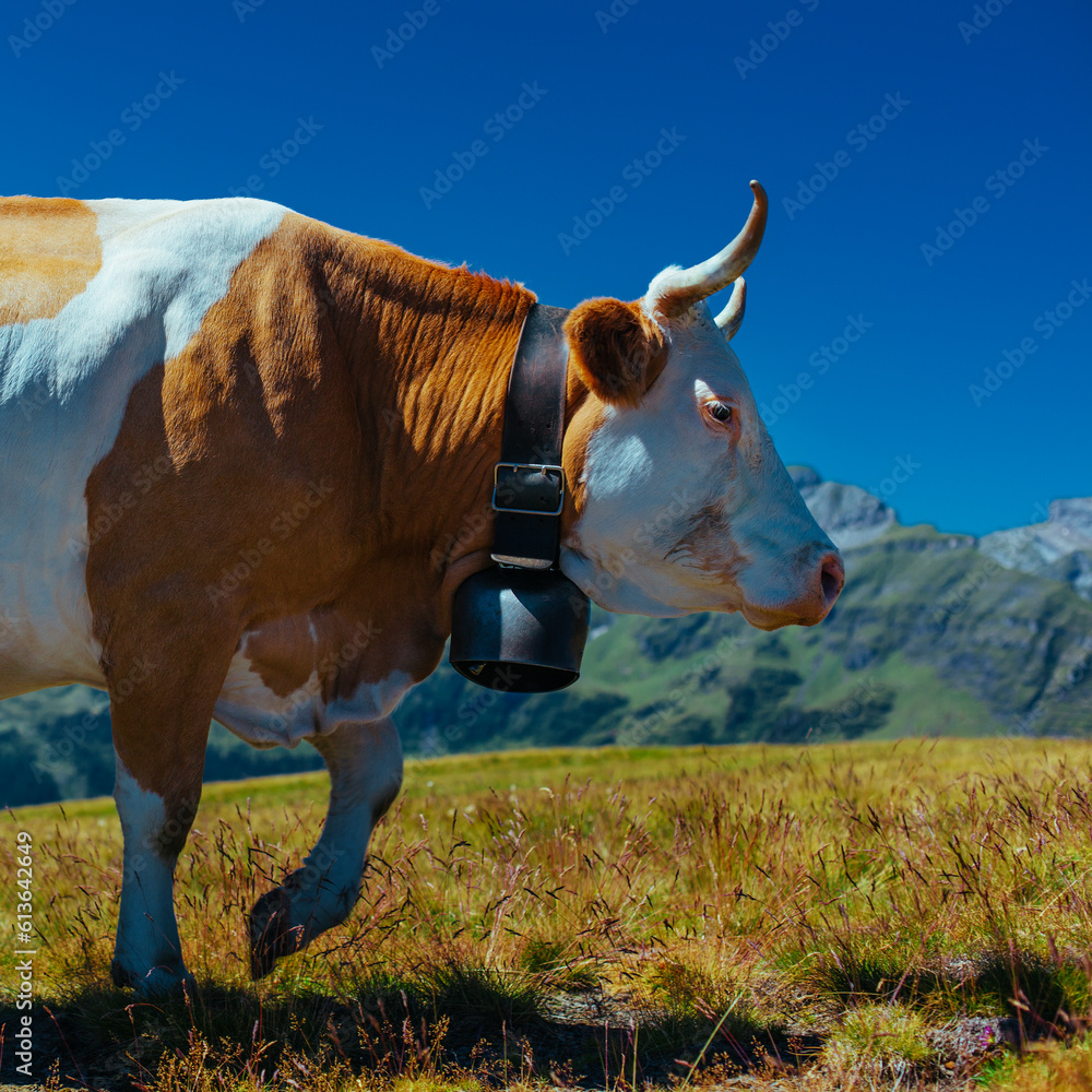 Cow on high mountain meadow in the Swiss Alps close up