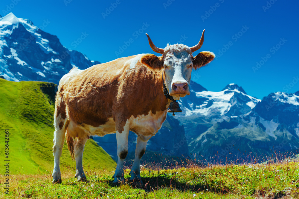 Cow on high mountain meadow in Swiss Alps