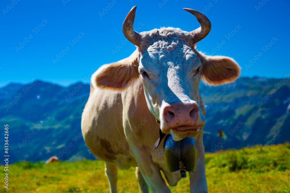 Cow on high mountain meadow looking at camera