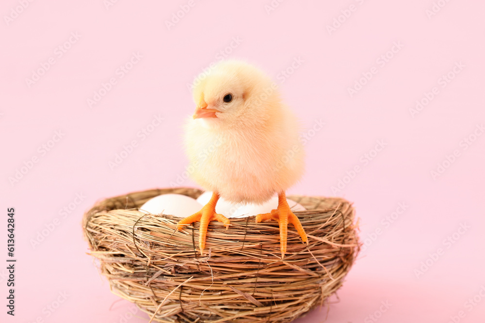 Nest with eggs and cute little chick on pink background