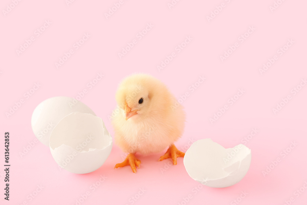 Cute little chick with egg shell on pink background