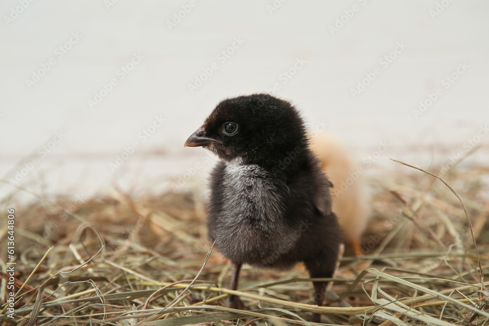 Nest with cute little chick on white background