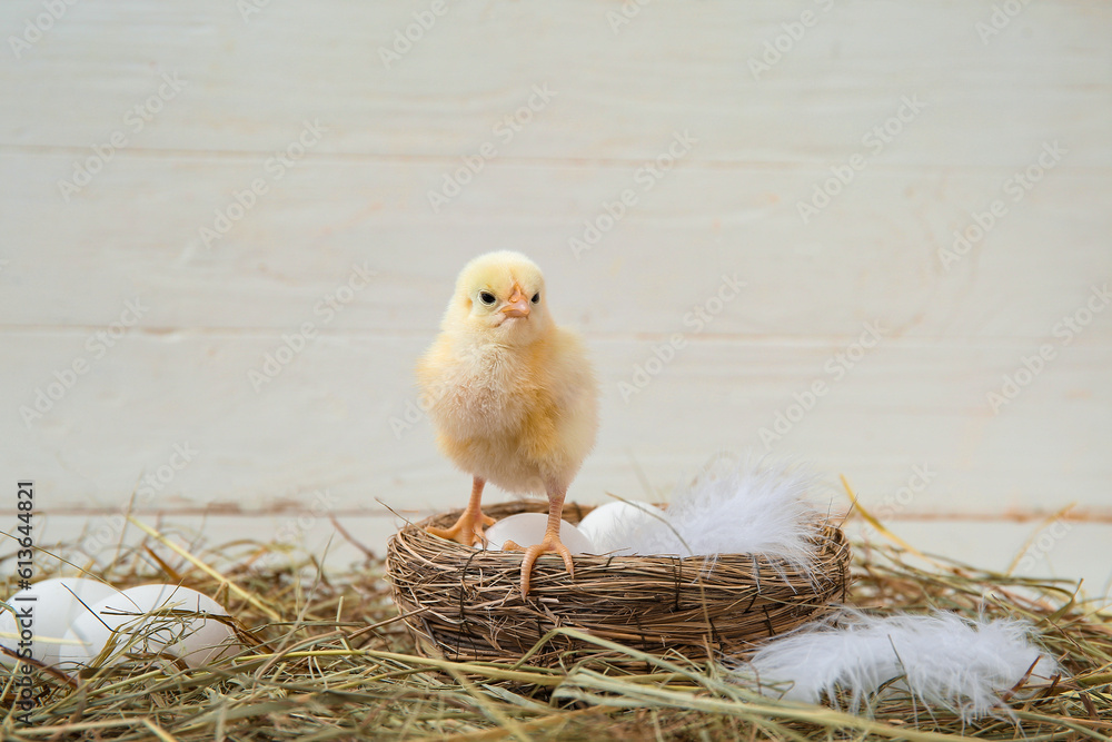 Nest with cute little chick and eggs on white background