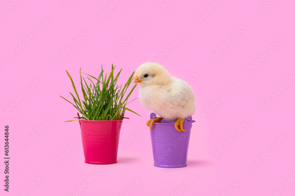 Buckets with cute little chick and grass on pink background