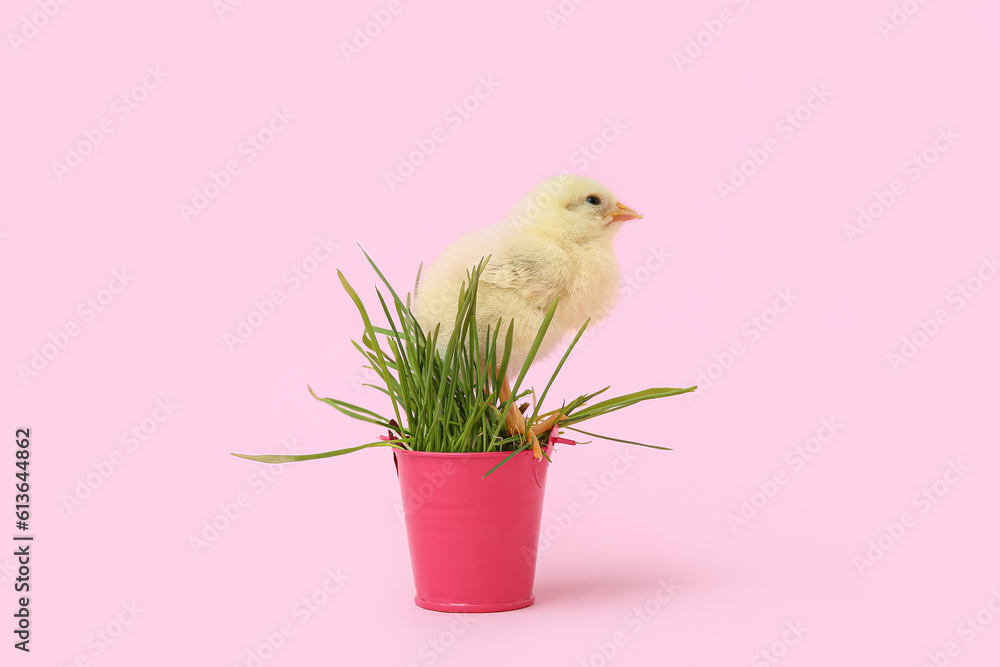 Bucket with grass and cute little chick on pink background