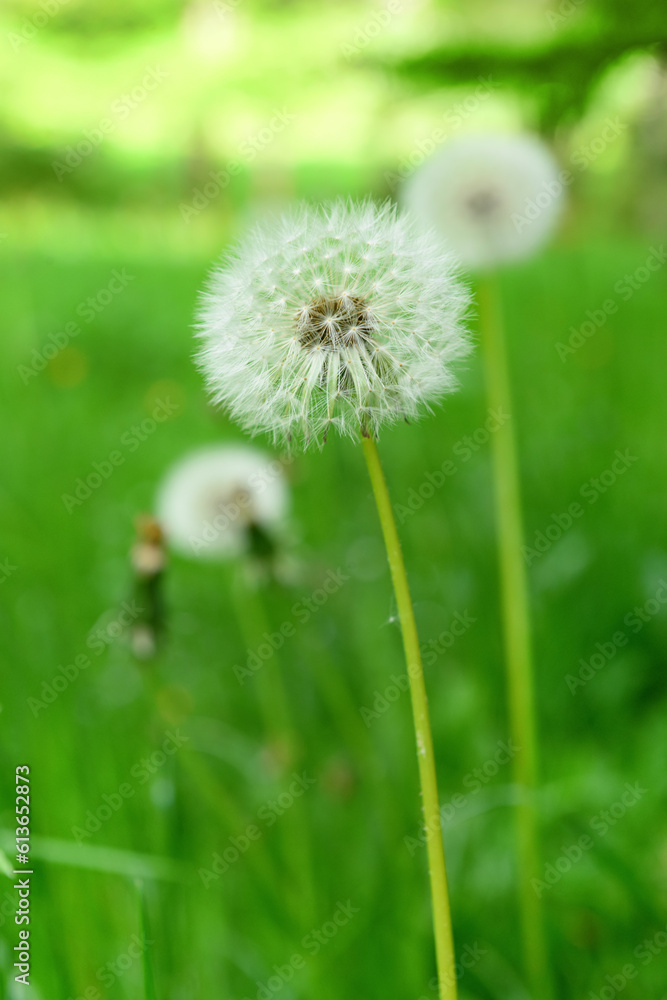 White dandelions on green blurred background