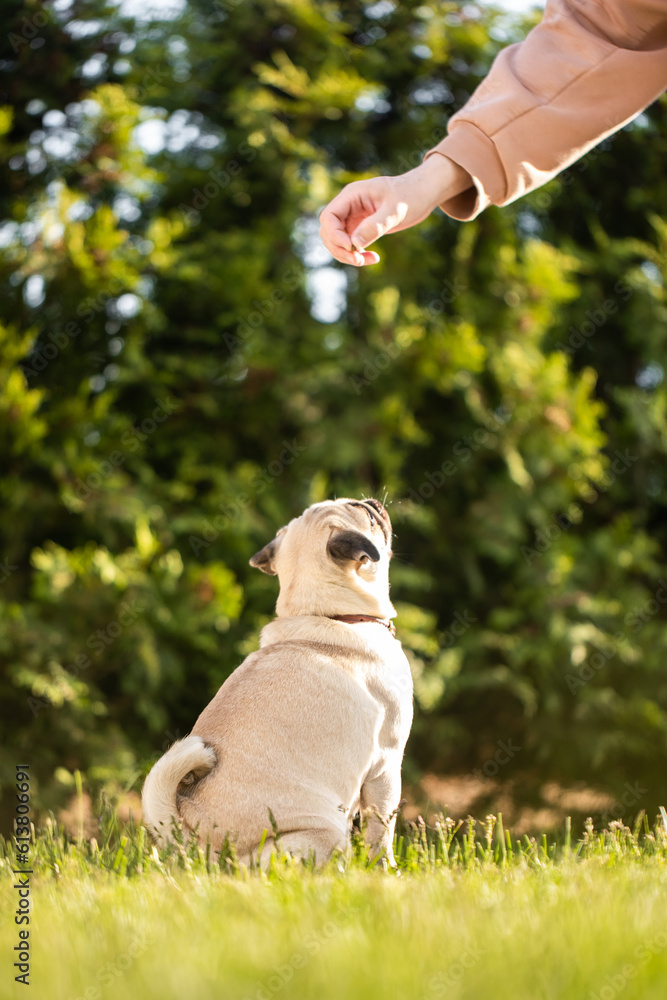 Dog training. Pug. The dog is playing. Pet care.