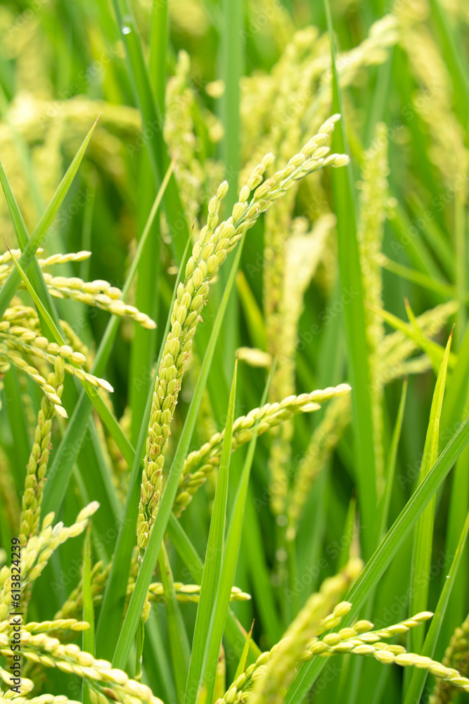 Golden paddy field swaying over sunset day time. Raw rice crop stalk with ears, organic agriculture 