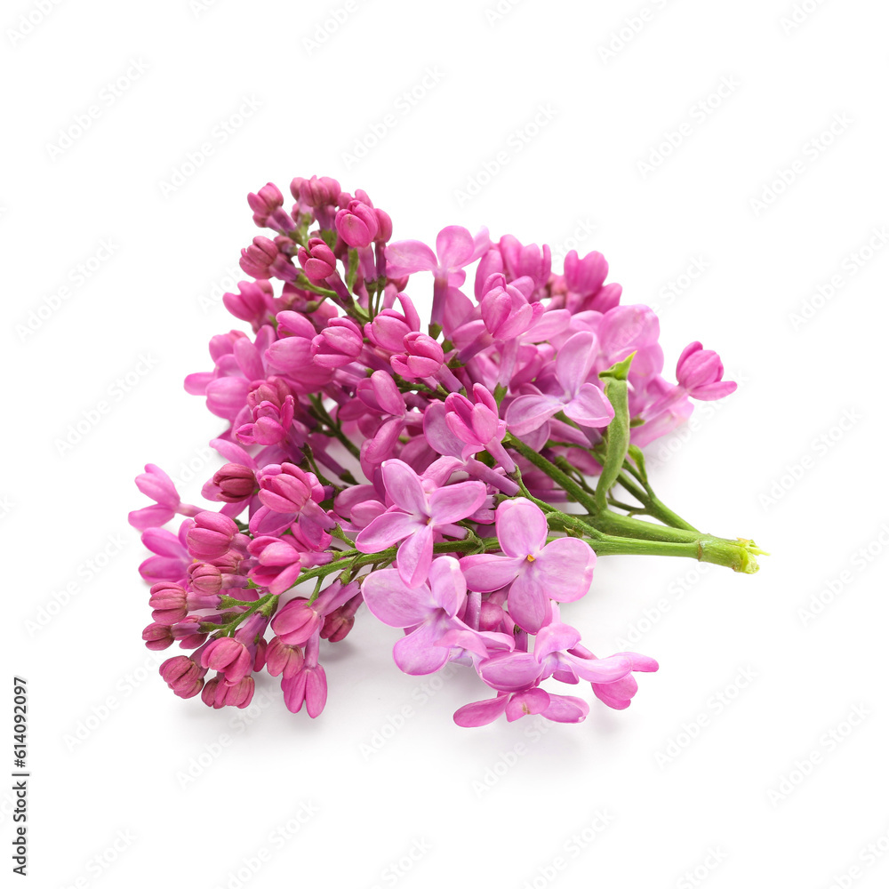 Lilac blooming twig on white background