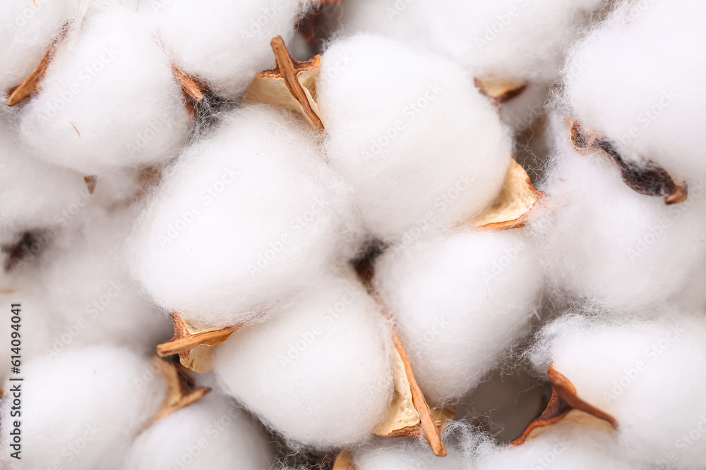 White cotton flowers as background