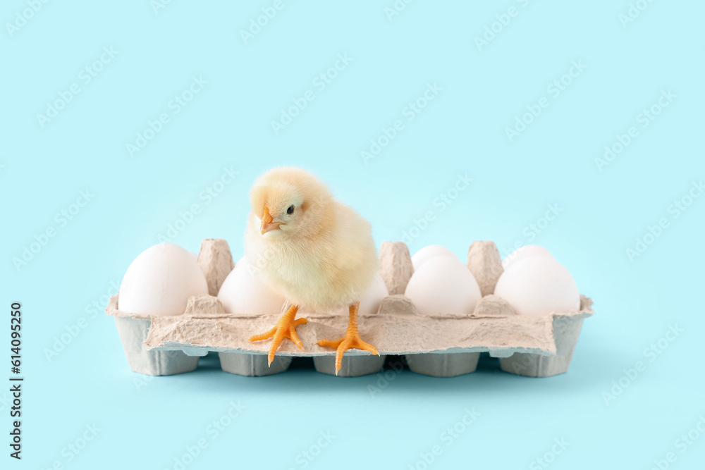 Cute little chick with eggs on blue background