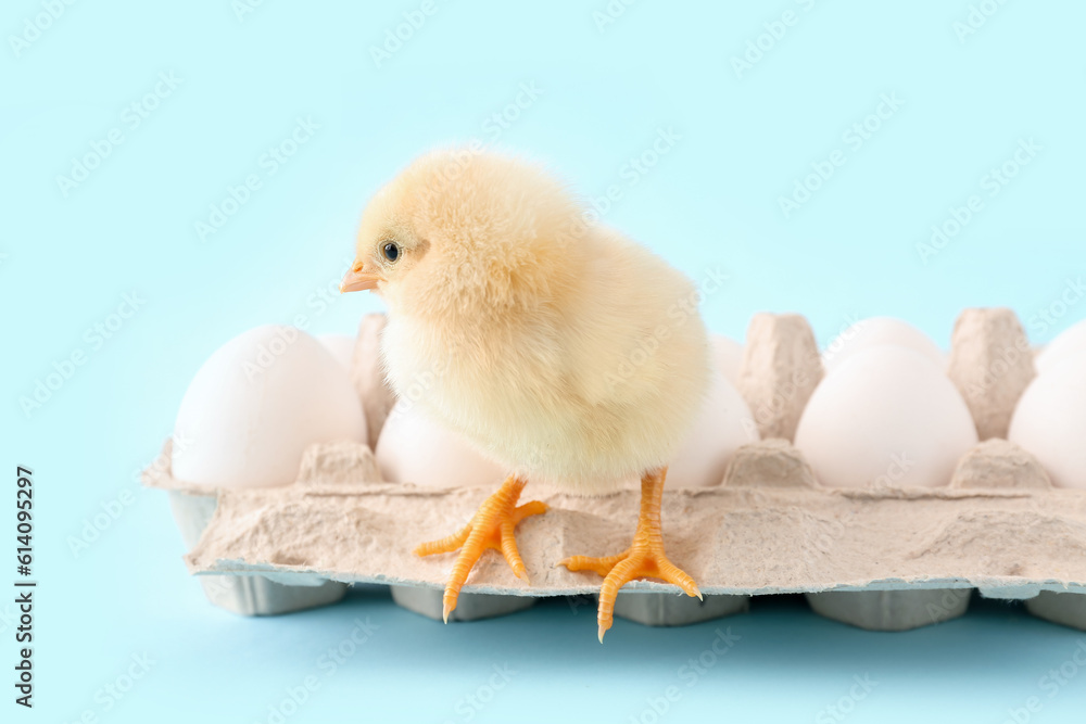 Cute little chick with eggs on blue background