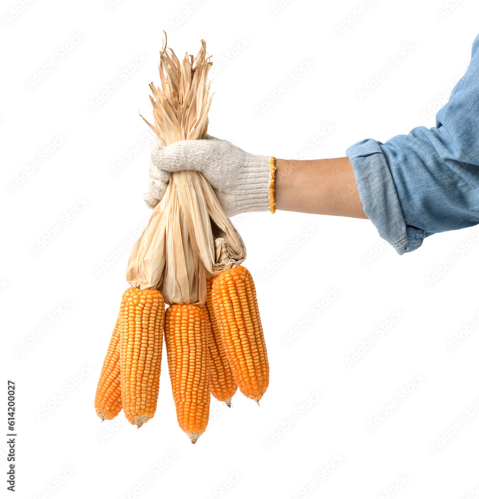 Farmer hand holding bunch of dried corn cobs isolated on white background.