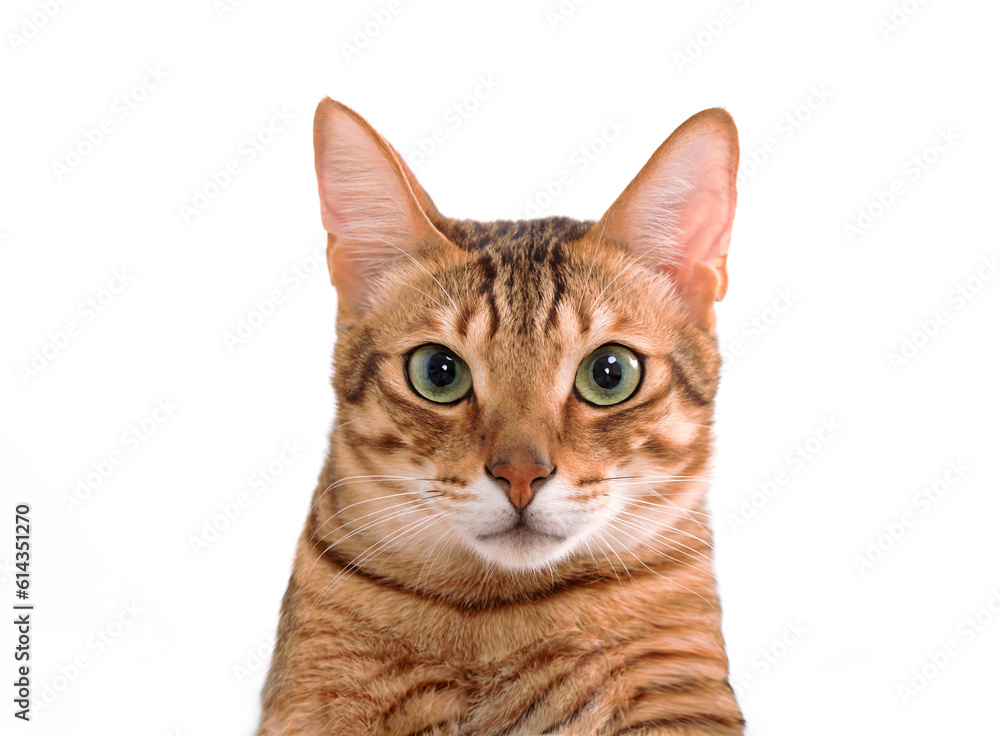 cat  looking at camera isolated on white background