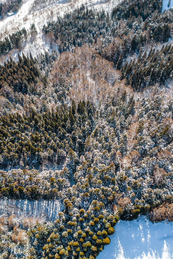 ツンドラ地帯の森林　Snowy forest in winter tundra