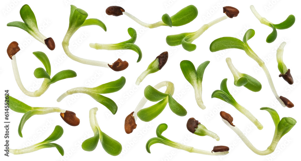 Young microgreen leaves, fresh broccoli sprouts isolated white background