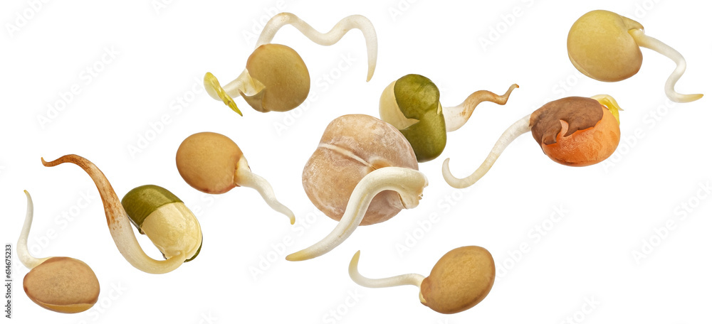 Falling sprouted beans, germinating lentil seeds isolated on white background