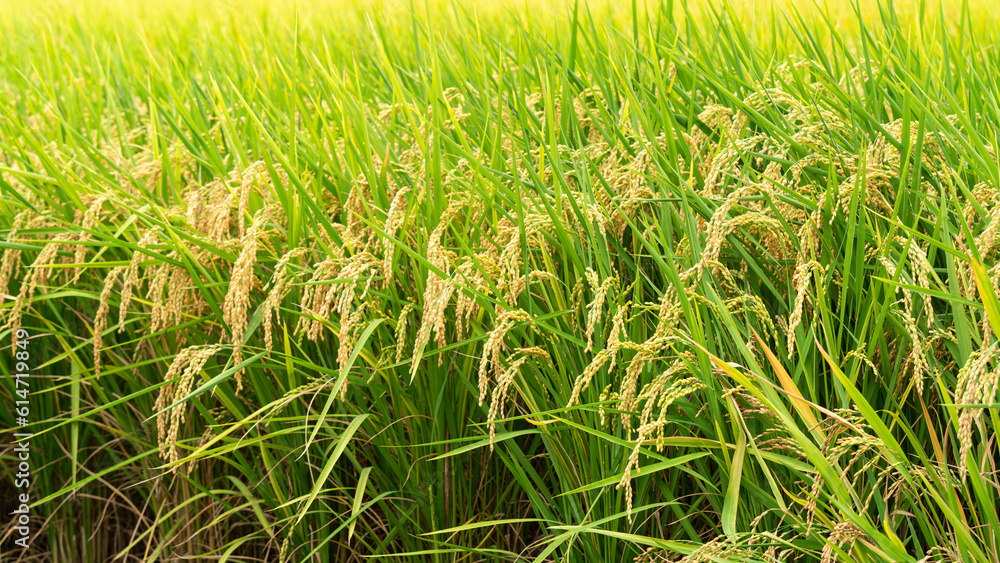 Golden paddy field swaying over sunset day time. Raw rice crop stalk with ears, organic agriculture 