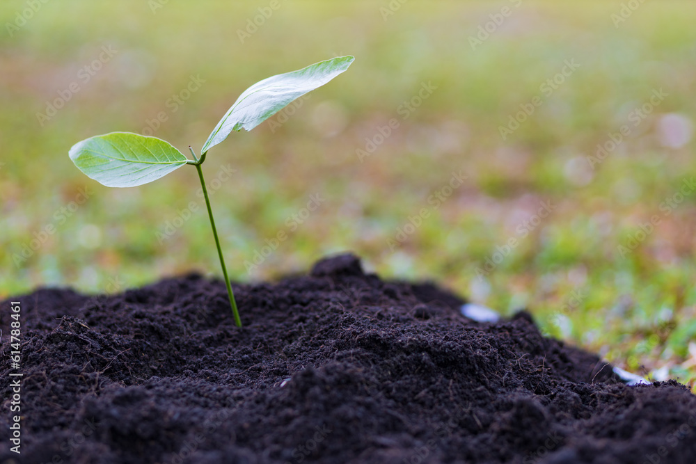 Farmers plant seedlings into fertile soil.