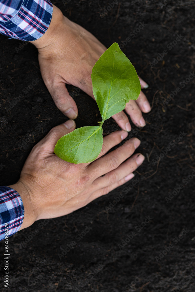 Farmers plant seedlings into fertile soil.