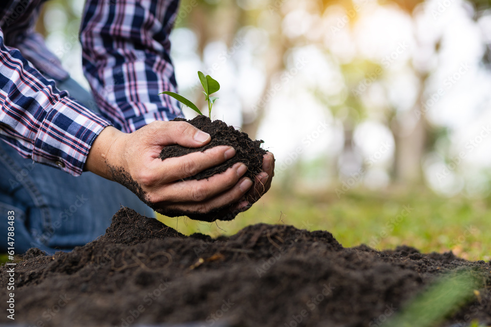 Farmers plant seedlings into fertile soil.