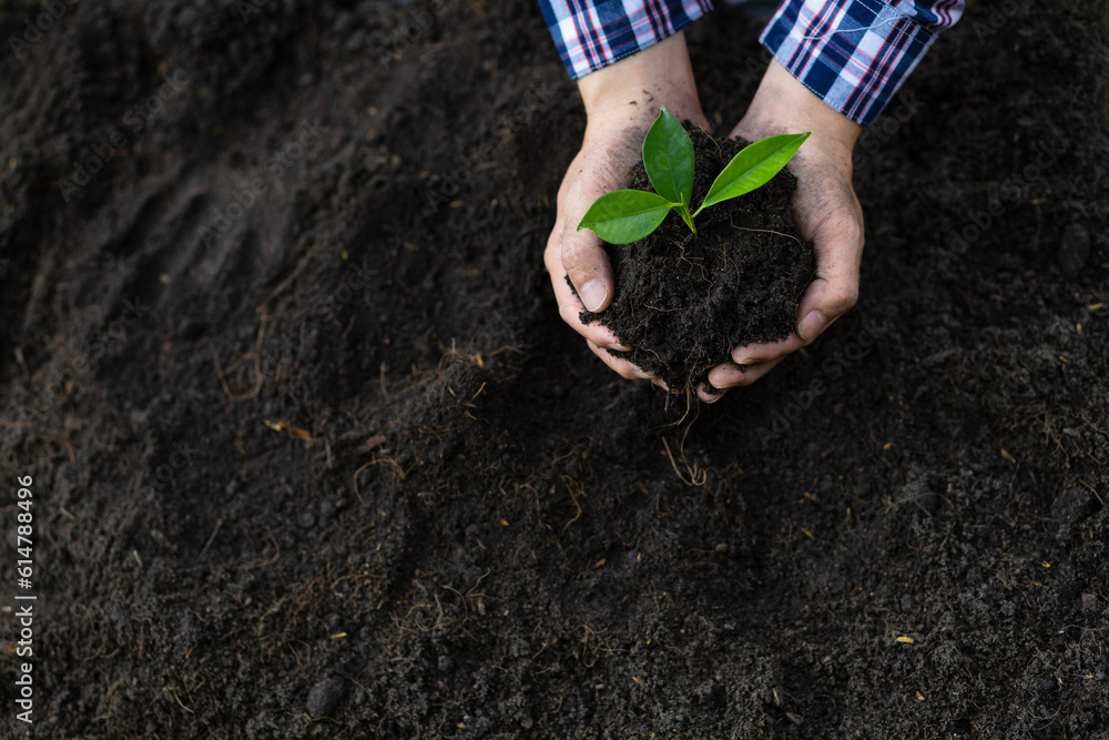 Farmers plant seedlings into fertile soil.